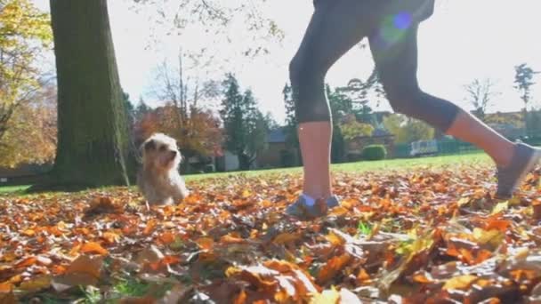 Schattige kleine hond springt en rent na gevallen herfstbladeren wordt gegooid in de lucht in slow motion - Video