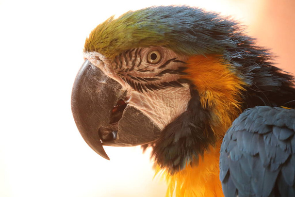 Blue-and-Yellow Macaw - Ara Ararauna - Фото, зображення