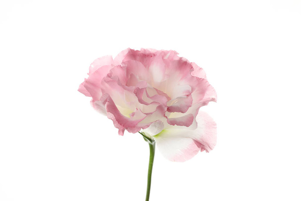Güzel Eustoma çiçeği beyaz arkaplanda izole edilmiş. - Fotoğraf, Görsel