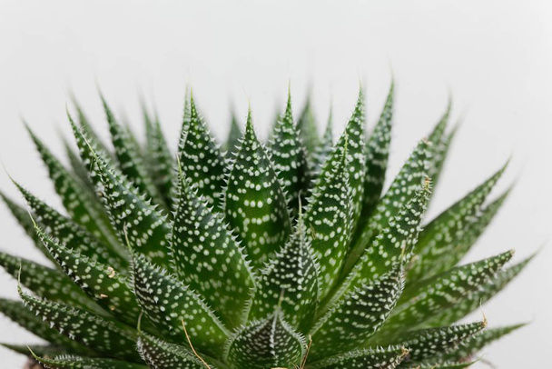 Folhas de um aloés de cadarço, Aloe aristata
 - Foto, Imagem