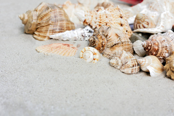 Seashells on the sand, summer beach background with copy space f - Foto, Imagen