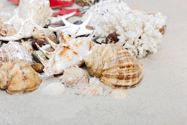 Seashells and red seastars on the sand, summer beach background  - Фото, изображение