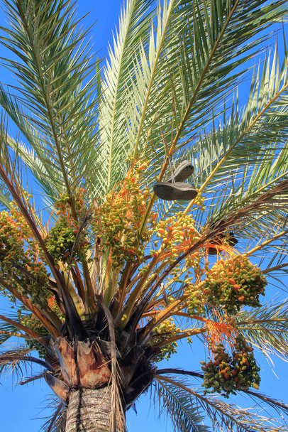Baskets suspendues au sommet du palmier dattier
. - Photo, image