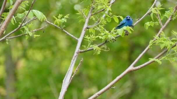Dupla lövés Indigo Bunting fényes kék madár remélve ágak - Felvétel, videó