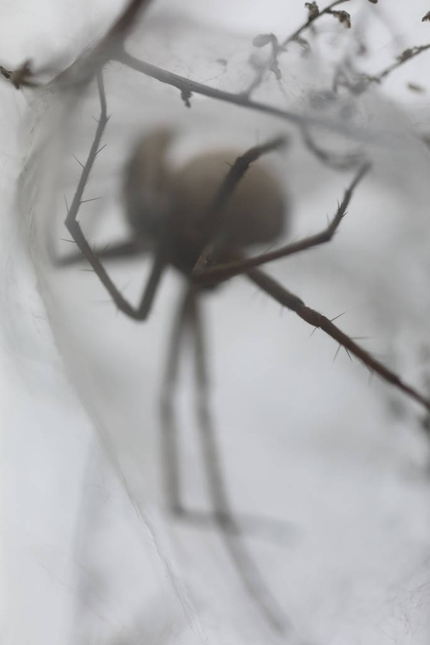 Spider Web de Enfermería Europea - Los milagros Pisaura - Foto, imagen