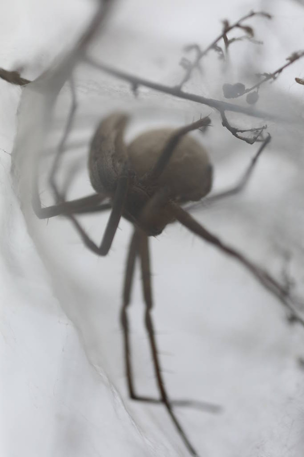 Spider Web de Enfermería Europea - Los milagros Pisaura - Foto, imagen