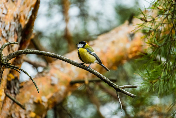 tit sits on a pine branch - Photo, Image