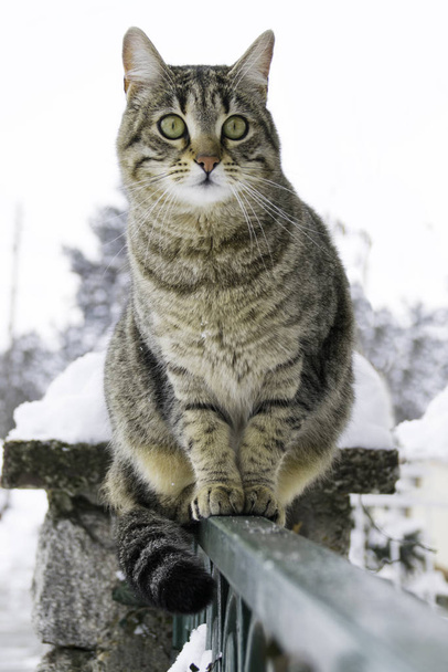 冬のフェンスに座っている猫. - 写真・画像