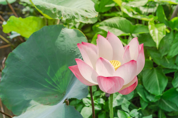 Full blossom Vietnamese pink lotus flower with large green leaf - Photo, Image