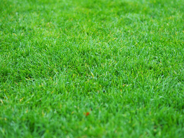 podzim park trávník po dešti - Fotografie, Obrázek