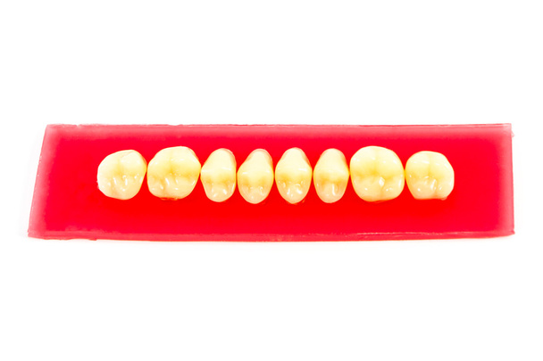 Dentes de resina sintética
 - Foto, Imagem