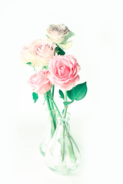 delicate pastel roses on a white background - Foto, afbeelding