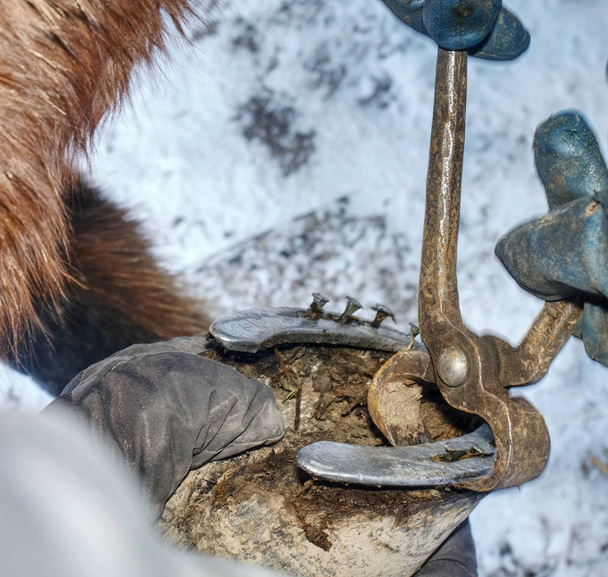 Farrier si vzal opotřebovaný Železný kopyta z koňské nohavičky - Fotografie, Obrázek