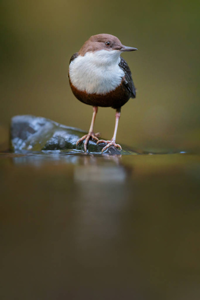 Fehértorkú Dipper, Cinclus cinclus, barna madár fehér torokkal a folyóban, egy sziklára néző ételen ülve, vízi madár természetes környezetében, tipikus mártogatós pózban, tipikus viselkedés - Fotó, kép