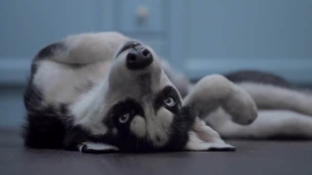 Close up of Siberian Husky lying on the back with paws up. Black and white Husky dog turning while lying on the floor with blue background.  - Metraje, vídeo