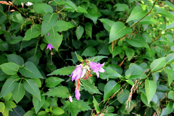Flores silvestres na floresta, close-up
 - Foto, Imagem
