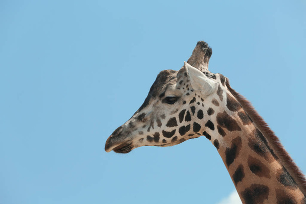 Closeup view of Rothschild giraffe against blue sky - Valokuva, kuva