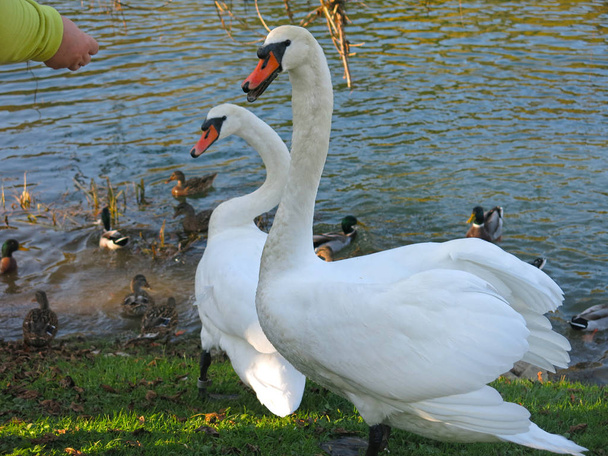 white swans swimming in the pond - Foto, Imagem