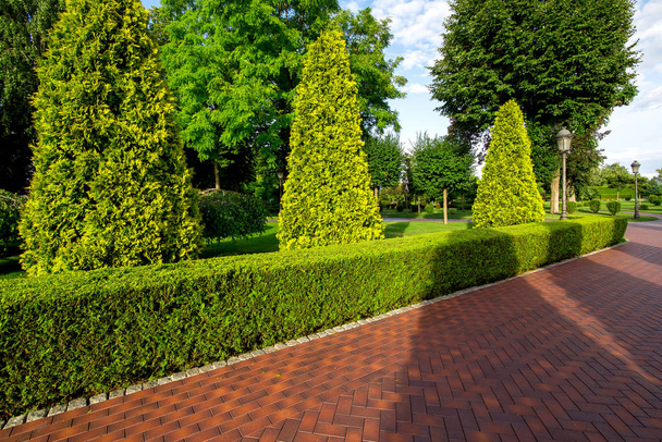 pedestrian alley from walks in the garden with hedge of evergreen thuja and tall arborvitae trees with clouds in the sky lit by sunny light. - Foto, imagen