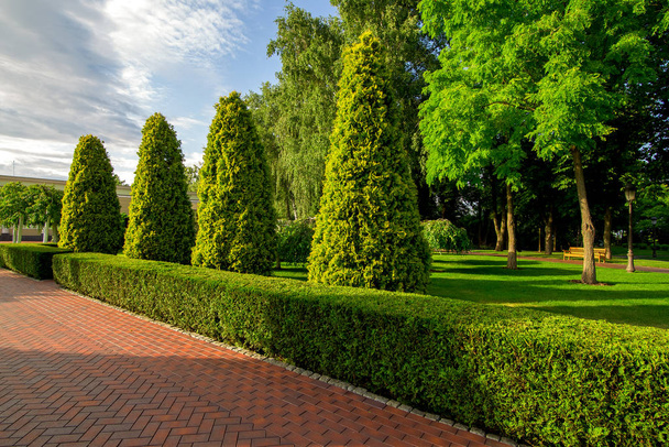 a park with boxwood hedge and evergreen thuja and tall arborvitae trees with clouds in the sky on sunny summer day. - Photo, Image