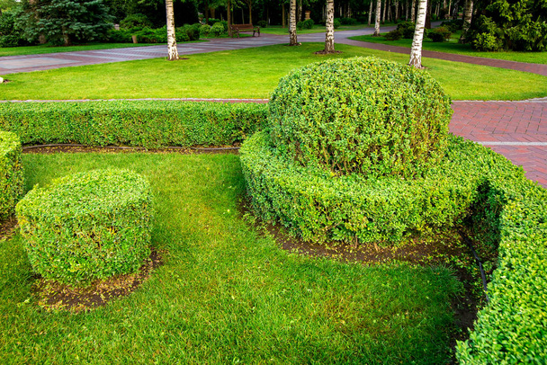 hedge of deciduous bushes of boxwood evergreen trimmed on a green lawn with grass landscape design and footpath for walks. - Photo, Image