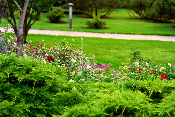 ένα τοπίο σχεδιασμό πολύχρωμα παρτέρι με πολλά λουλούδια και αειθαλή θάμνο στην περιποιημένη πίσω αυλή, ημέρα του καλοκαιριού. - Φωτογραφία, εικόνα