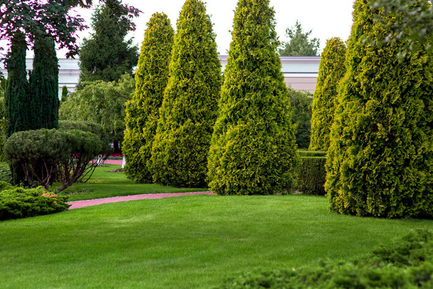 Glade landscape with green grass and trimmed trees of evergreen arborvitae, greenery well-kept park. - Фото, изображение