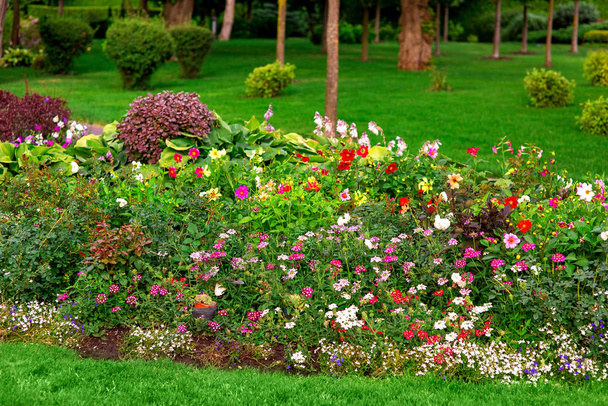ένας σχεδιασμός τοπίου πολύχρωμα παρτέρι με πολλά λουλούδια και θάμνους κοντά στο καταπράσινο γκαζόν, κοντά στα φυτά στον περιποιημένο κήπο. - Φωτογραφία, εικόνα