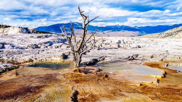 Birleşik Devletler 'in Wyoming eyaletindeki Yellowstone Ulusal Parkı' nın ana terasında bulunan Kanarya Baharı yakınlarındaki mineral zengini sulardan ve buharlardan kaynaklanan ölü ağaçlar. - Fotoğraf, Görsel