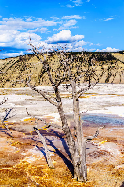 Dode bomen veroorzaakt door mineraalrijke wateren en dampen in de buurt van Canary Spring op het Main Terrace in het Mammoth Springs gebied van Yellowstone National Park, Wyoming, Verenigde Staten - Foto, afbeelding