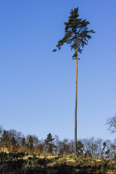 μοναχικά δέντρα σε μπλε φόντο ουρανό στην τσέχικη - Φωτογραφία, εικόνα