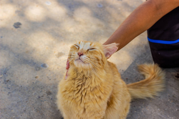ストリートホームレスペット猫の肖像画笑顔動物  - 写真・画像