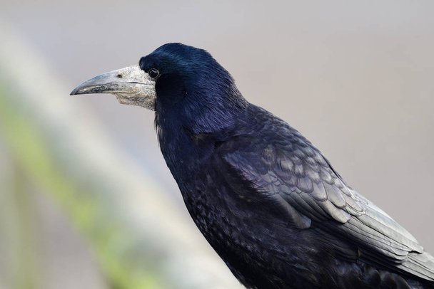 rook portrait (Corvus frugilegus) - Photo, Image