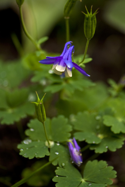 Blauwe bloem Columbine (aquilegia caerulea) - Foto, afbeelding