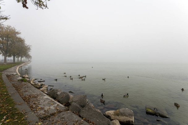 Ducks at lake Balaton - 写真・画像