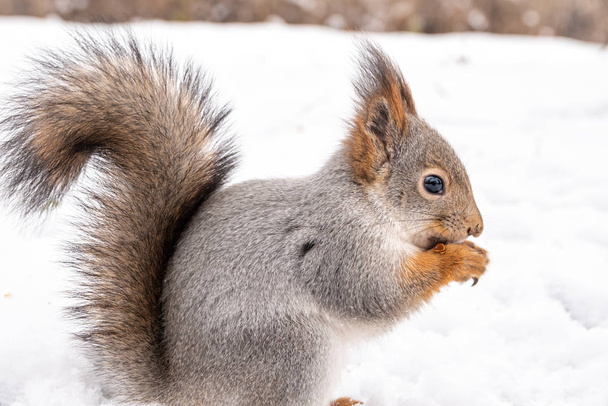 A squirrel sits on the white snow, close-up. - Valokuva, kuva