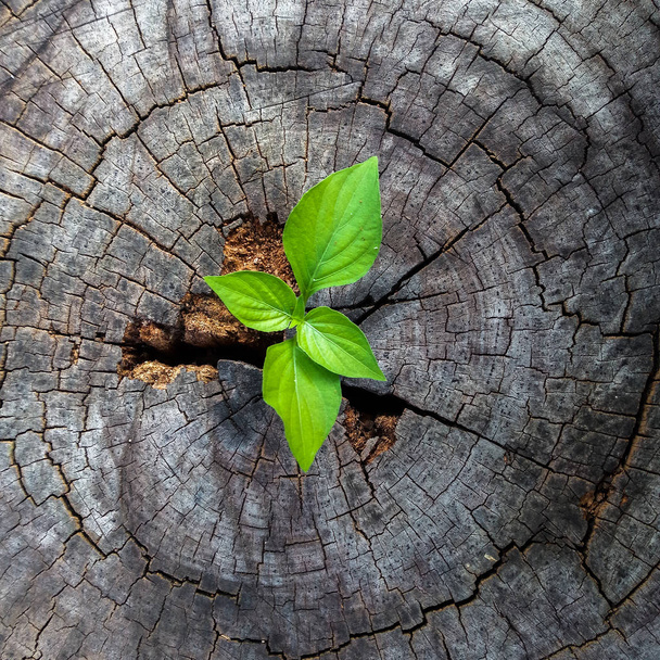 plant growing out of tree stump - Photo, Image
