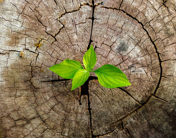 planta que crece de tronco de árbol
 - Foto, imagen