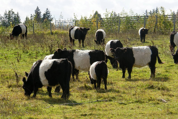 Το Belted Galloway μαύρο και άσπρο αγελάδες σε ένα ομιχλώδες φθινόπωρο λιβάδι στη Λετονία. Ασπρόμαυρη αγελάδα σε πράσινο γρασίδι βοσκότοπους                                       - Φωτογραφία, εικόνα