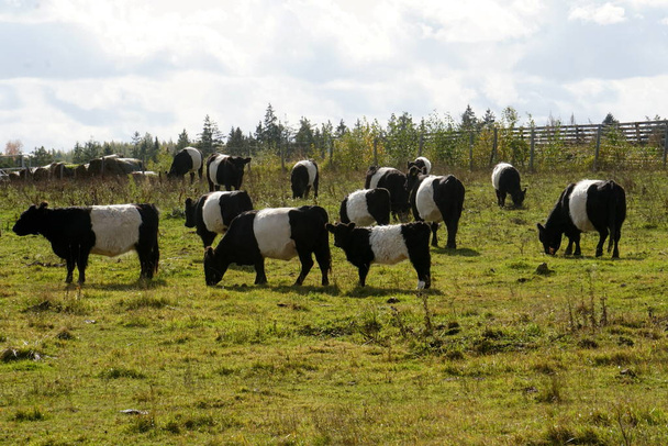 The Belted Galloway vacas blancas y negras en un prado nublado de otoño en Letonia. Vaca negra y blanca en pasto de hierba verde
                            - Foto, imagen