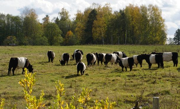 Το Belted Galloway μαύρο και άσπρο αγελάδες σε ένα ομιχλώδες φθινόπωρο λιβάδι στη Λετονία. Ασπρόμαυρη αγελάδα σε πράσινο γρασίδι βοσκότοπους                            - Φωτογραφία, εικόνα