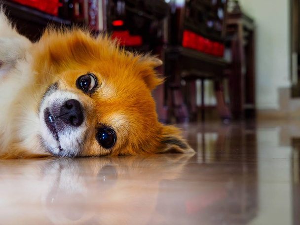 Cute pet dog of Pomeranian and Chihuahua stock with a goofy / comical / surprised expression  - 写真・画像