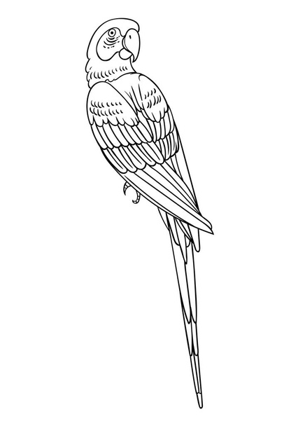 Beautiful tropical exotic parrot bird. Vector illustration. - Fotoğraf, Görsel