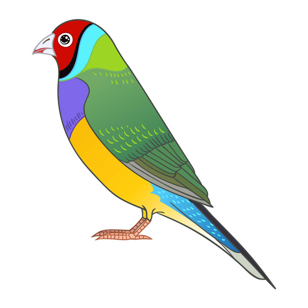 Beautiful tropical exotic Lady Gouldian Finch. Vector illustration. - 写真・画像