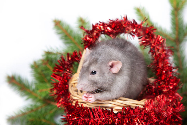 Charming rat Dumbo in a basket with Christmas decorations. 2020 year of the rat. Twigs ate. Christmas card. Chinese New Year.  - Zdjęcie, obraz