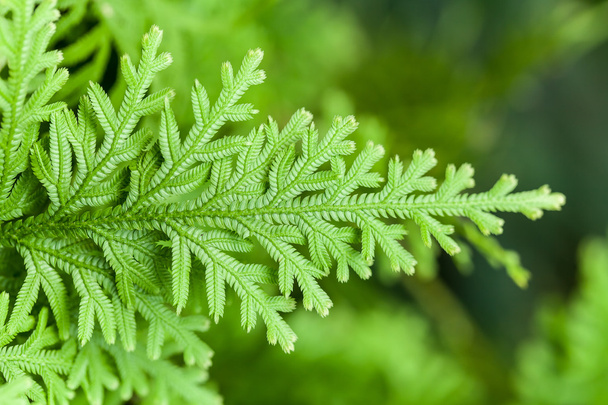 Green lush ferns growing - Photo, Image