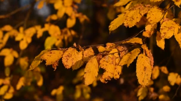 Yellow autumn leaves. - Video, Çekim