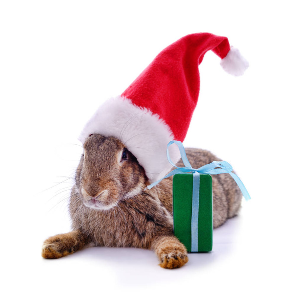Rabbit in a Christmas hat. - Foto, afbeelding