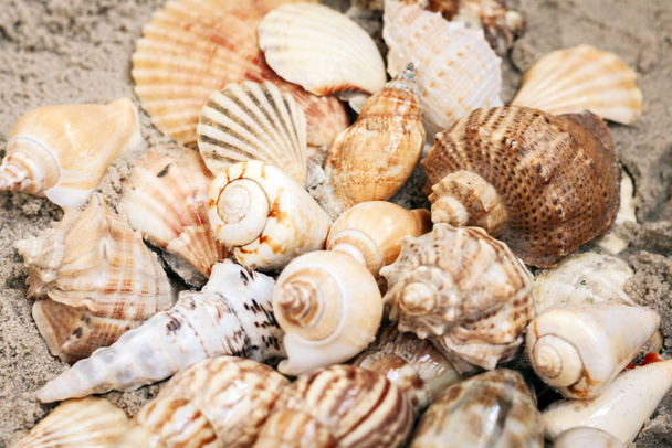 Seashells on the sand, summer beach background with copy space f - Fotó, kép