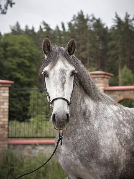 Ritratto di un cavallo grigio puro spagnolo che guarda dritto in macchina fotografica con porta di mattoni sullo sfondo
.  - Foto, immagini